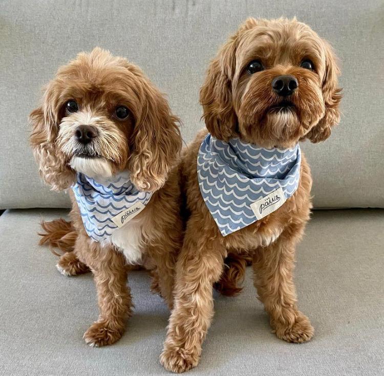 Sea and Perfect Wave dog bandanas