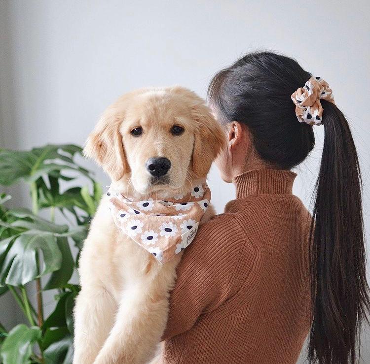 Sierra Daisies