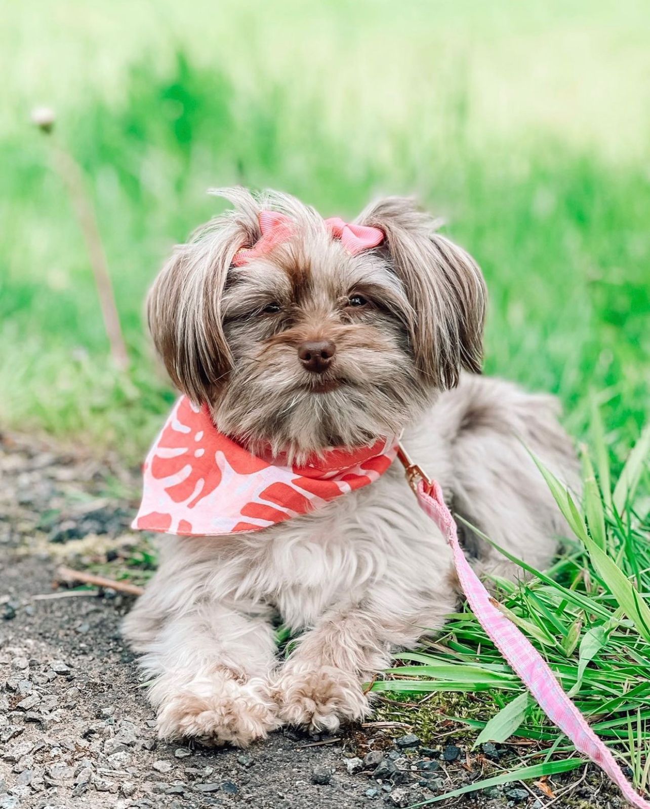 Tango Dog Bandana from The Paws