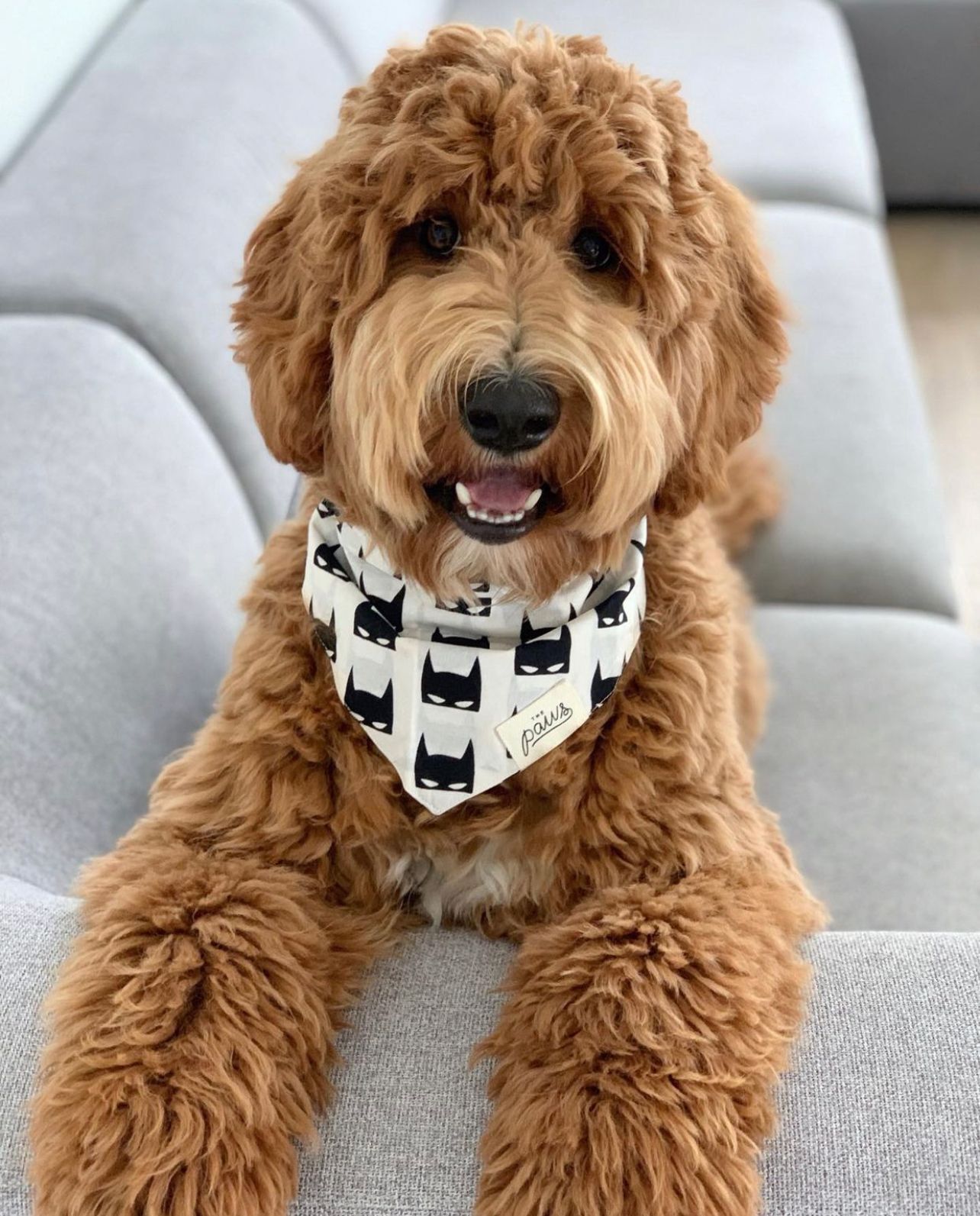Dog wearing The Batman bandana