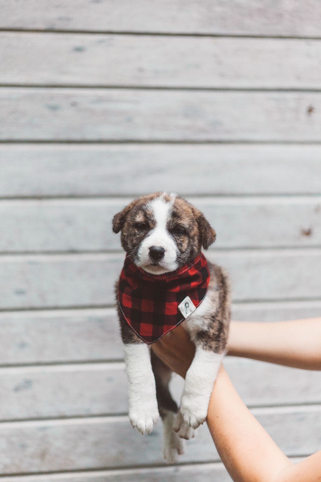 Whiskey Dog Bandana