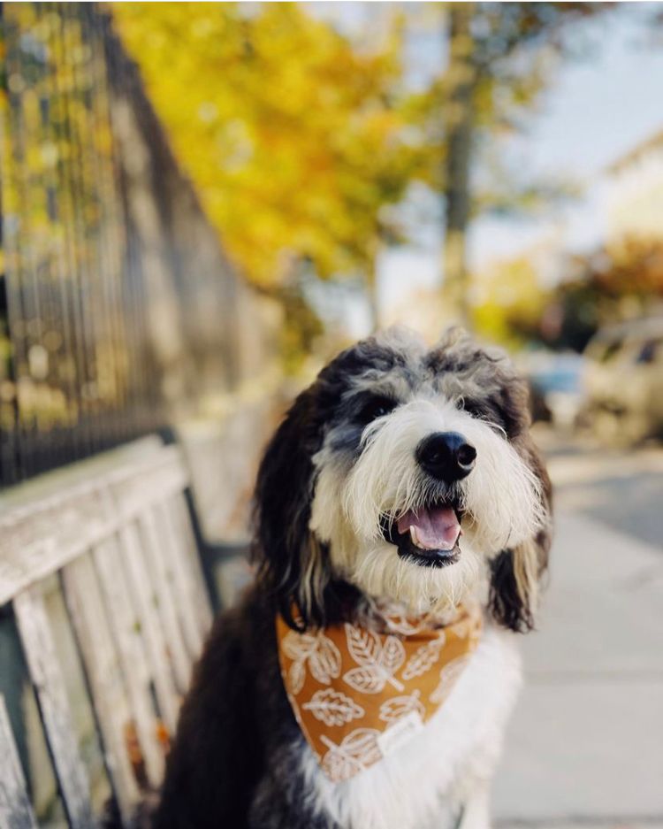 True North Bandana by The Paws