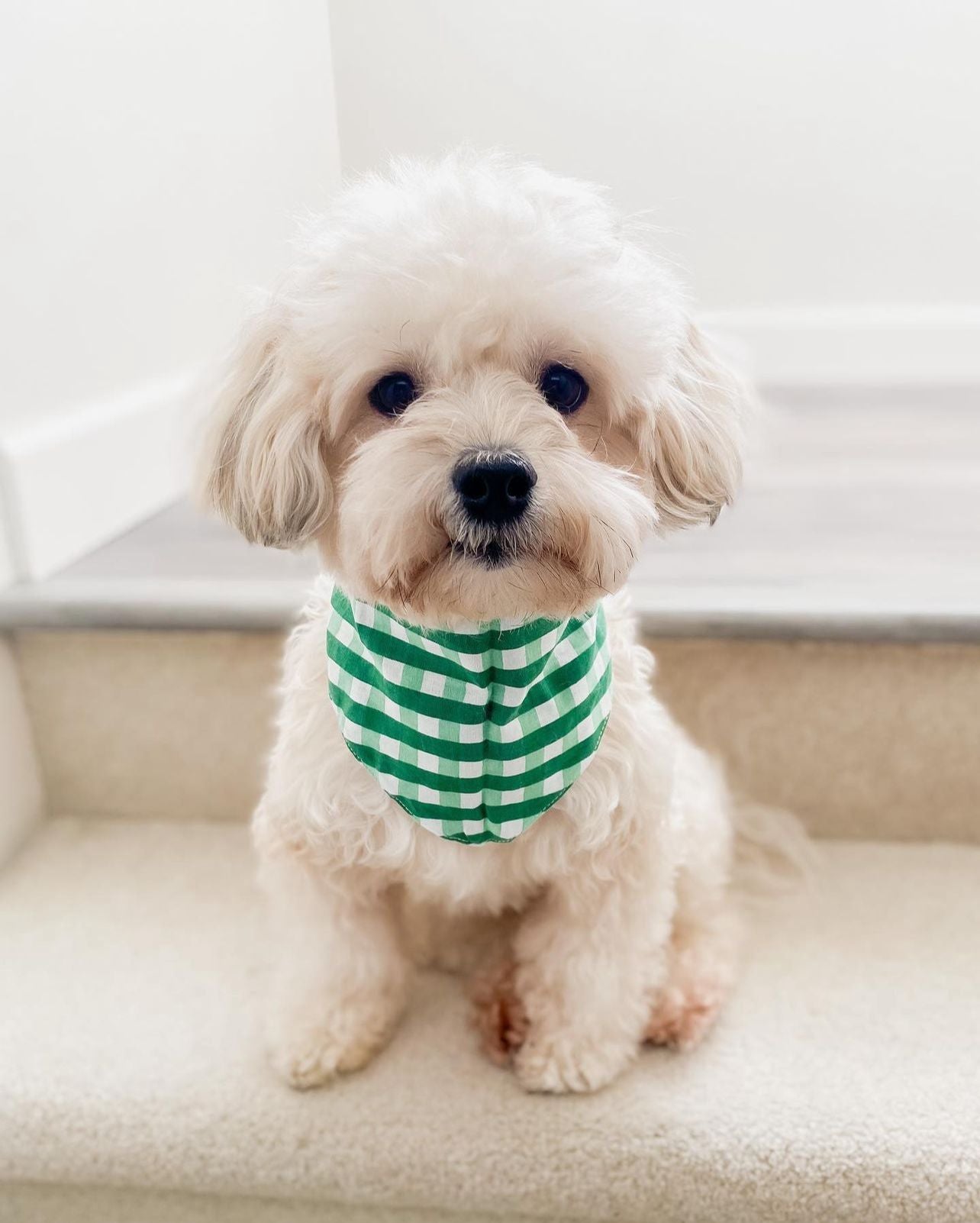 Classic Green Check