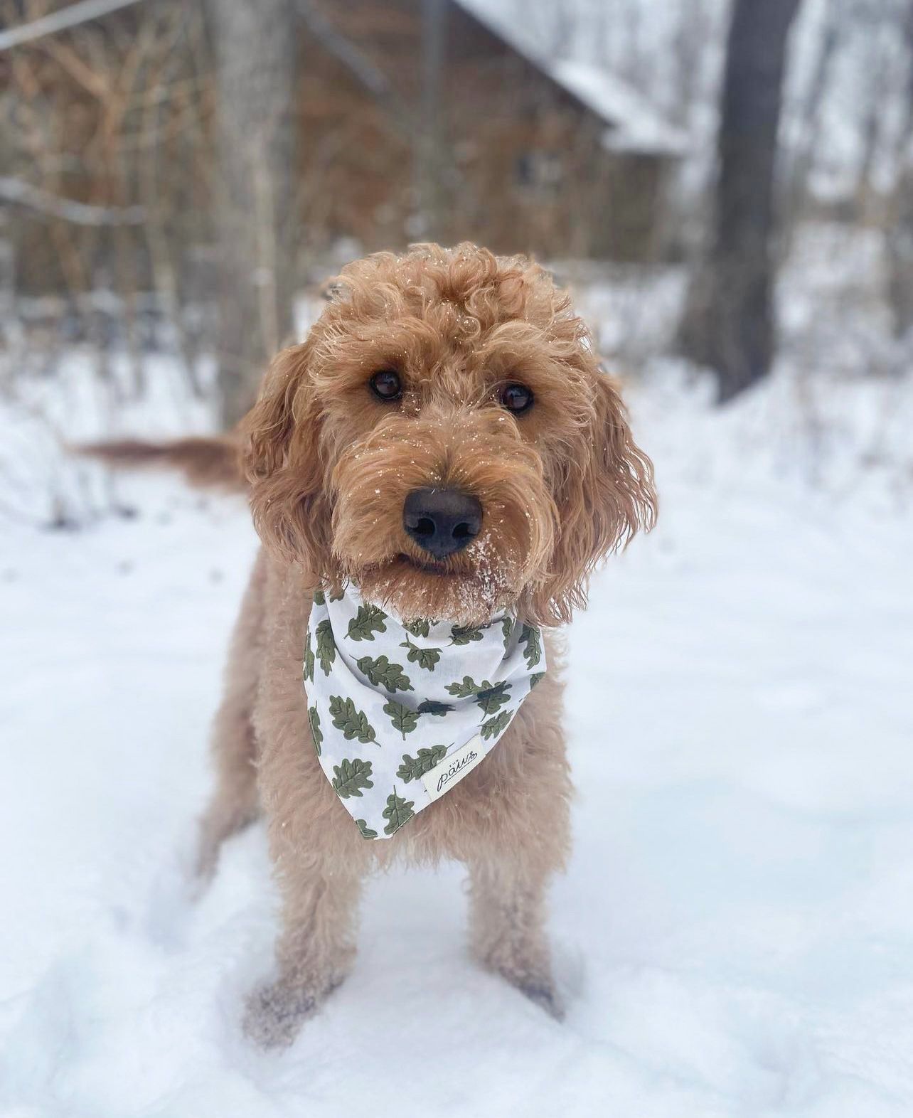 Dog wearing Russell bandana from The Paws