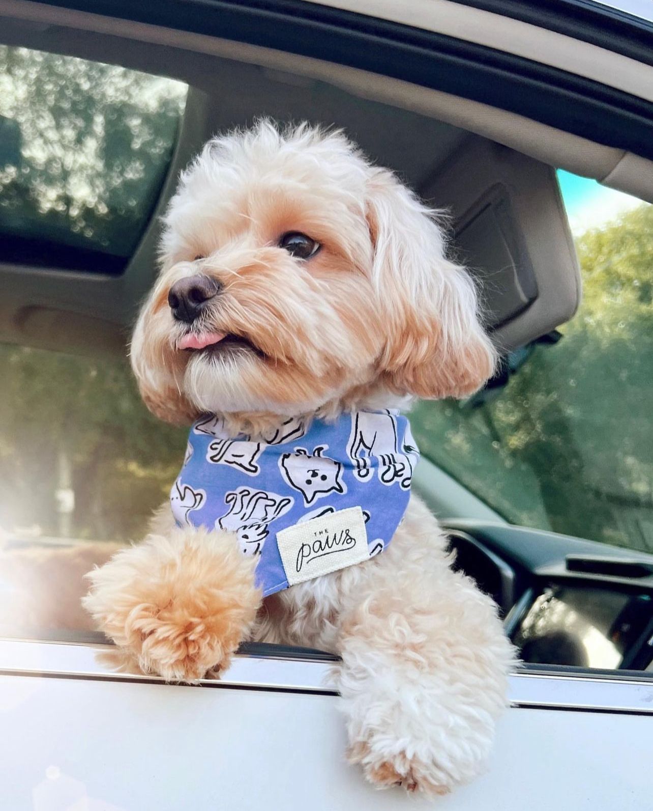 Walks dog bandana