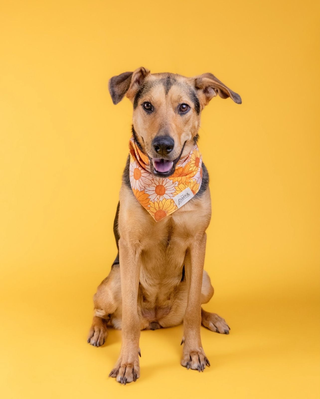 Dog wearing Fielding bandana