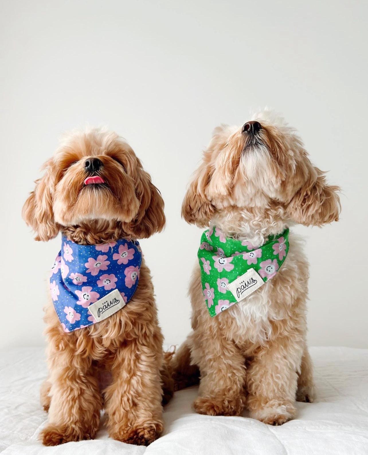 Stardust & Ziggy Bandanas