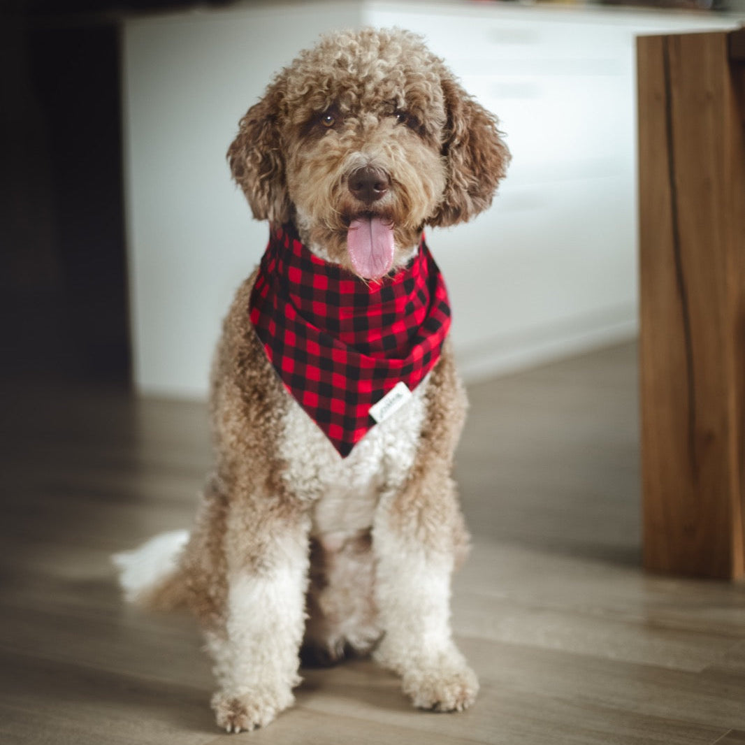 Whiskey bandana - from The Paws