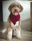 Whiskey bandana - from The Paws