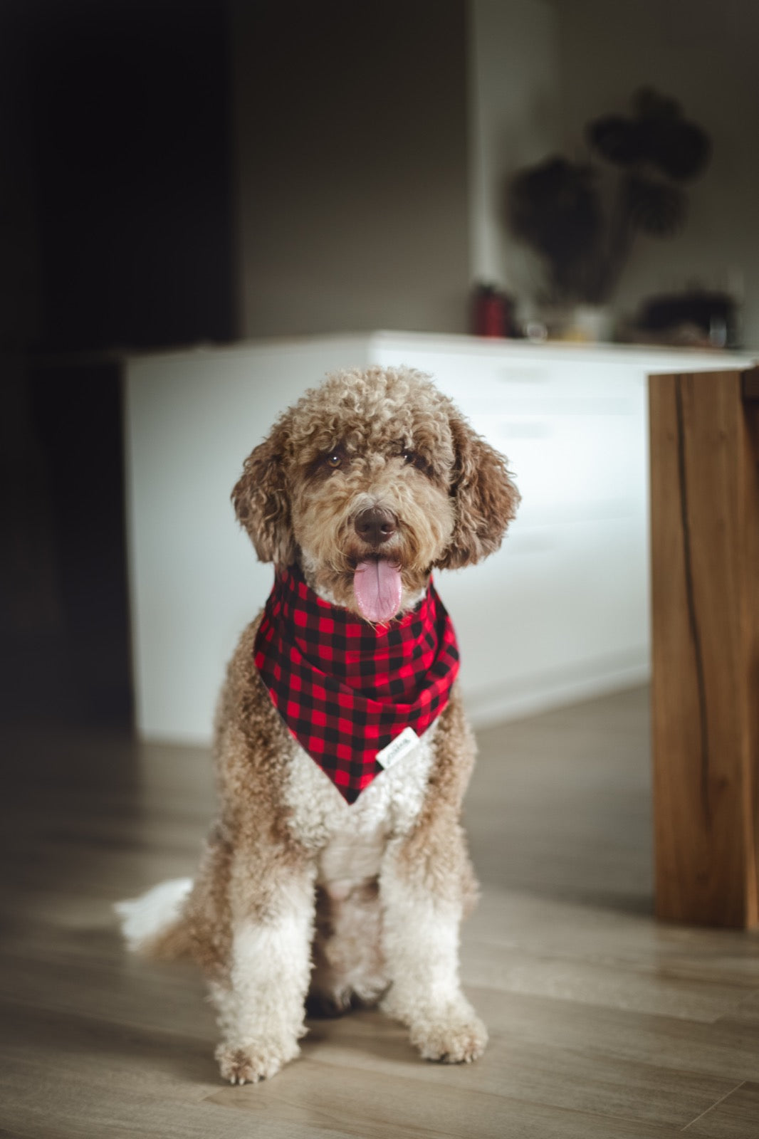 Whiskey bandana - from The Paws
