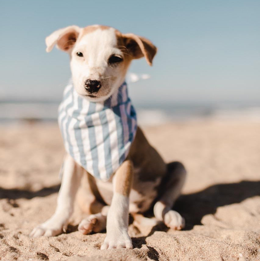 Puppy Wearing Blue Striped Dog Bandana