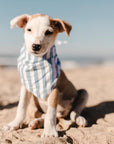 Puppy Wearing Blue Striped Dog Bandana