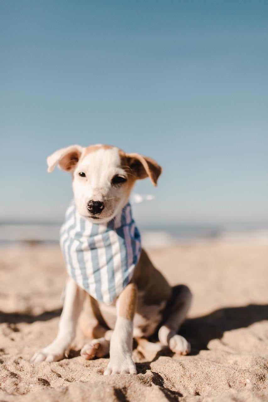 Puppy Wearing Blue Striped Dog Bandana