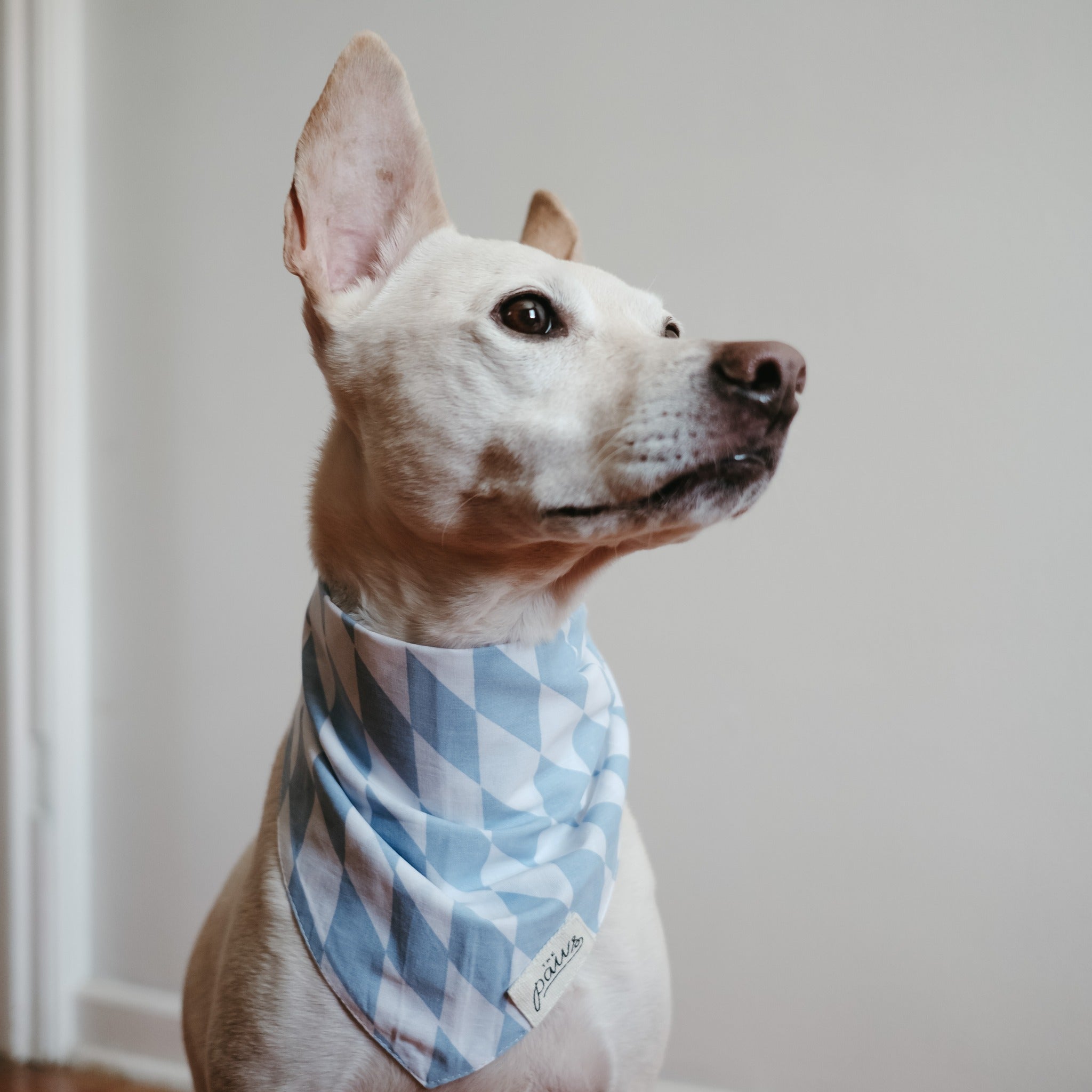Basile Dog Bandana